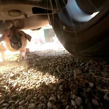 "Nine Lives Tested: A Tabby’s Great Escape! 🐱🔥"