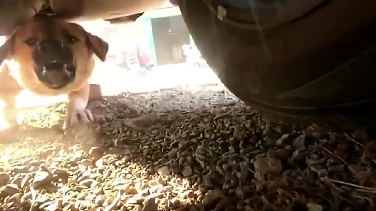 "Nine Lives Tested: A Tabby’s Great Escape! 🐱🔥"