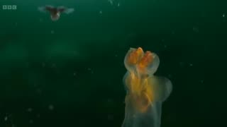 How sea angels hunt.