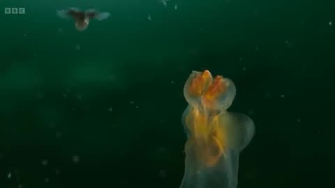 How sea angels hunt.
