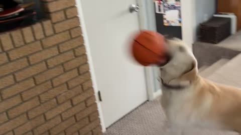 Air Bud Emery