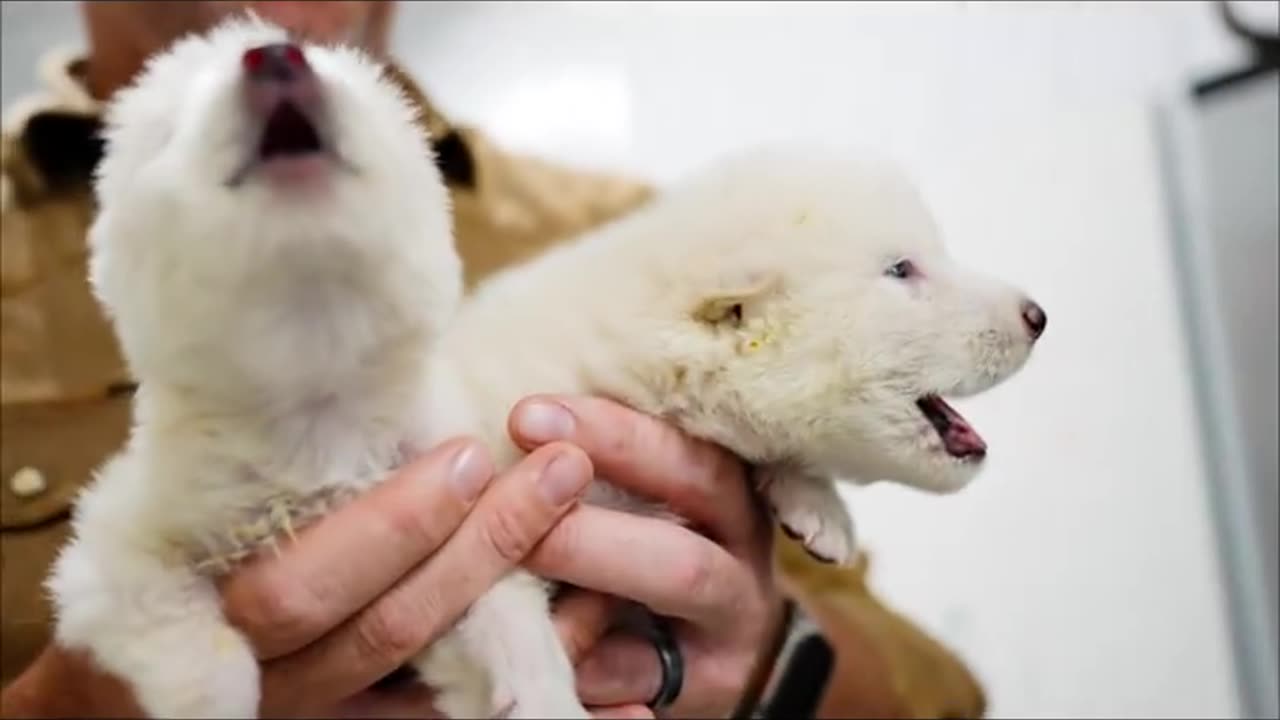 🚨🧬 GIANT WOLF RESURRECTED WITH GENE EDITING