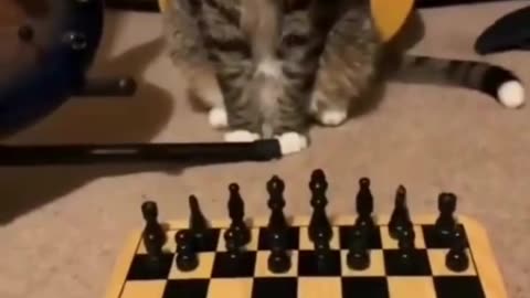 Chess world master has a new champ, kitten playing chess