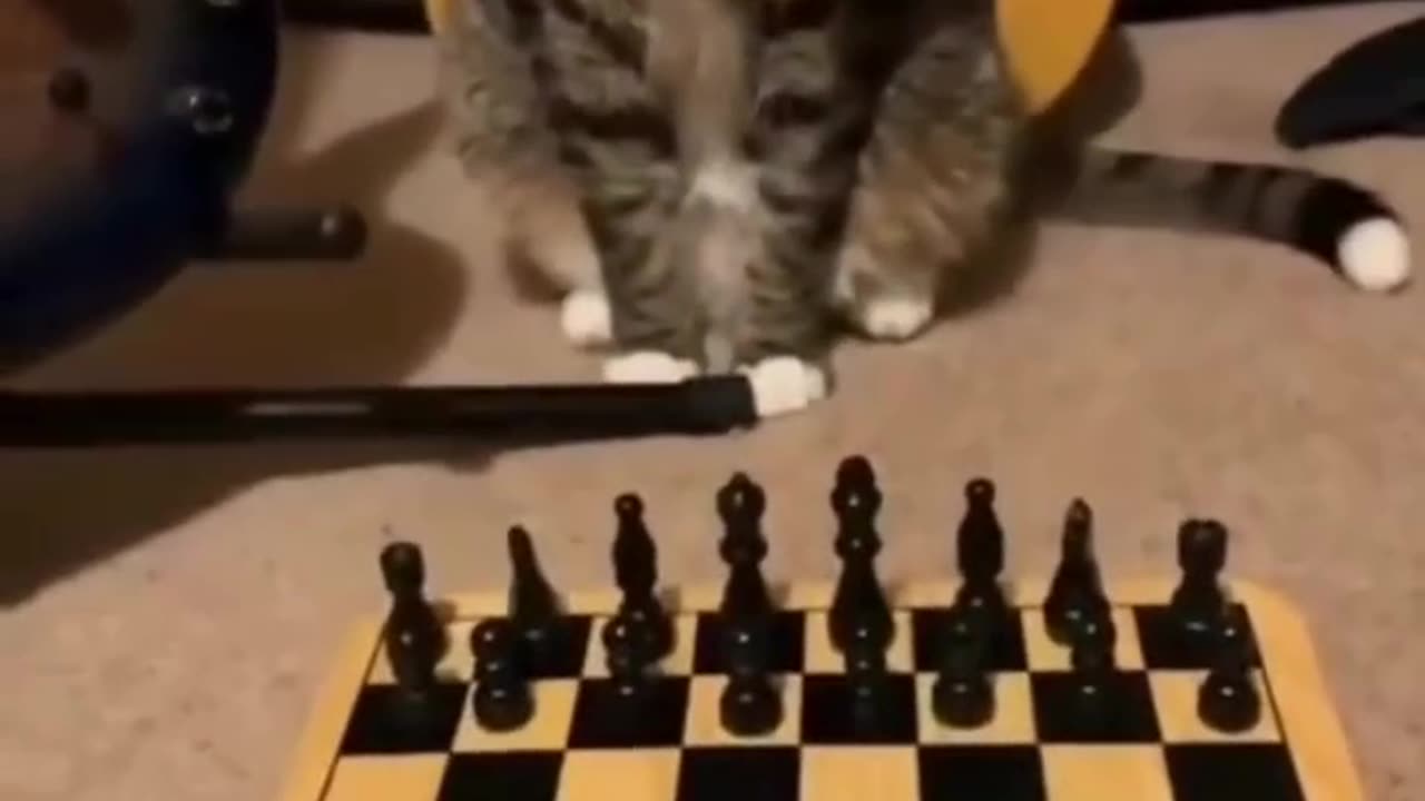 Chess world master has a new champ, kitten playing chess