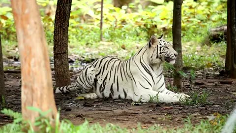 Animals Being Awesome – Must Watch!