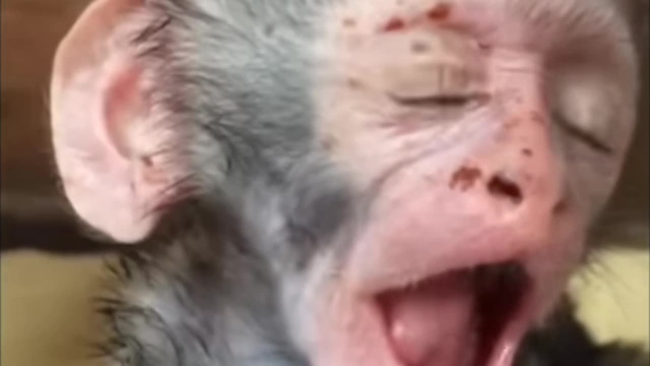 Monkey very nice fanny moments video