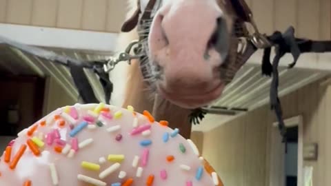 Golden Horse Given Sprinkled Doughnut