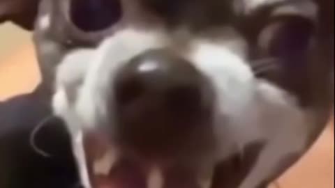 Dog's Comedy Videos 🤣 so cute videos 😍 funny videos 🤣