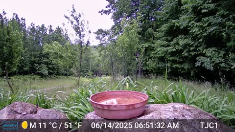Blue Jay and Two Chipmunks (2)
