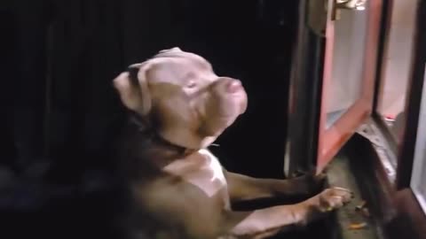 Funny dogs getting upset......