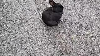 Unconcerned peaceful rabbit story song