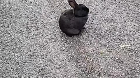 Unconcerned peaceful rabbit story song