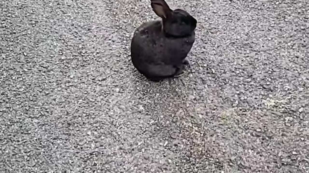 Unconcerned peaceful rabbit story song