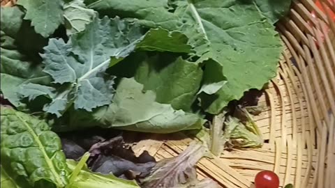 Garden Harvest - July 1st, 2025