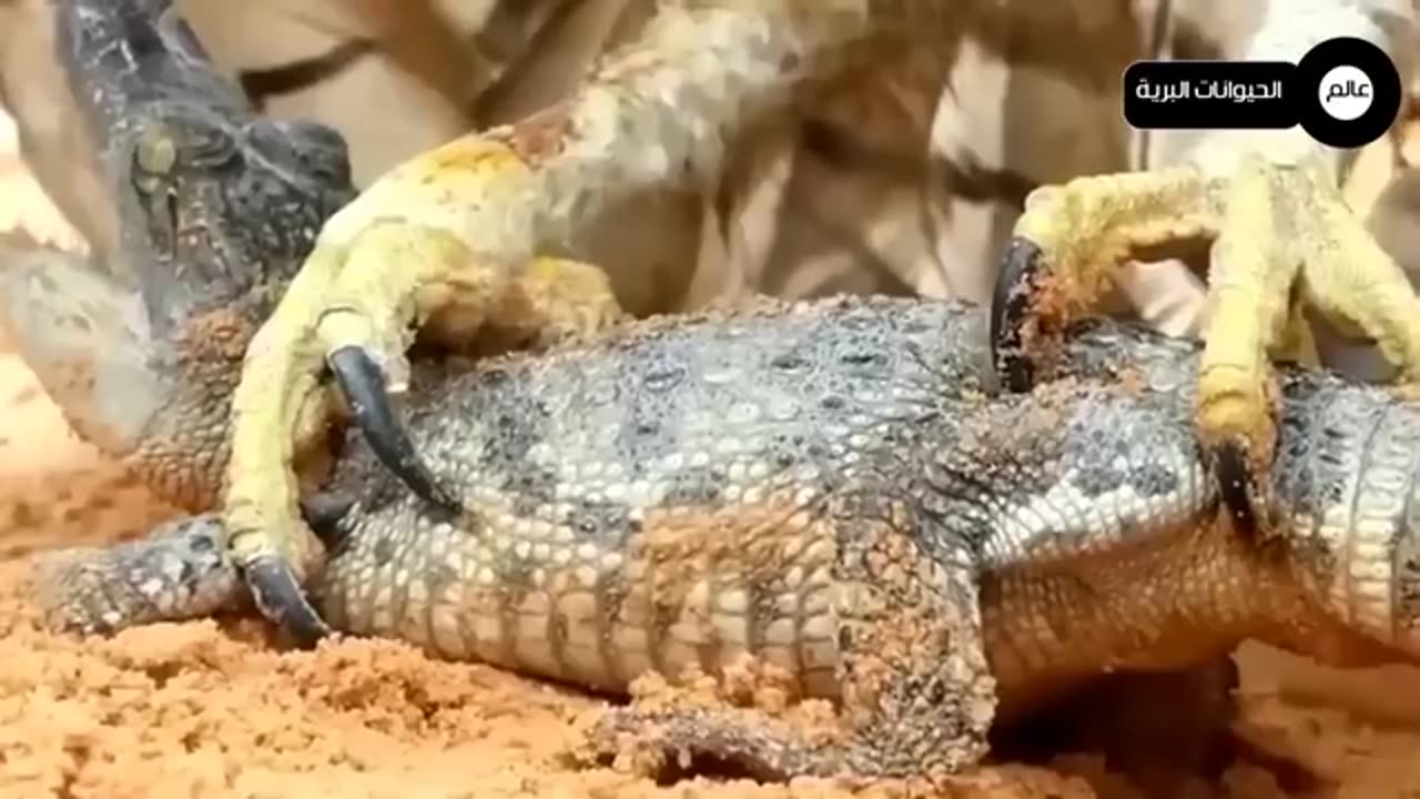 animals