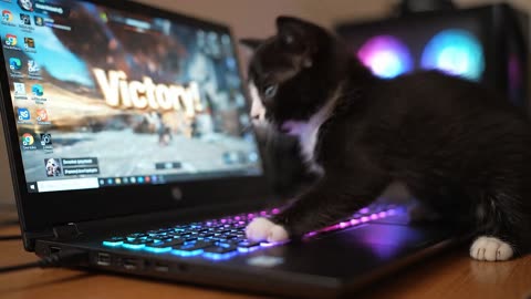 Gamer Kitten Wins the Match – Viral AI Video You’ll Love!