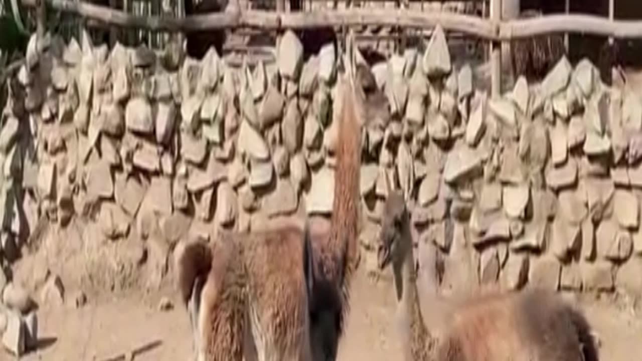 guanacos