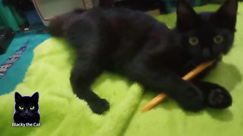 Blacky thinks pens are food