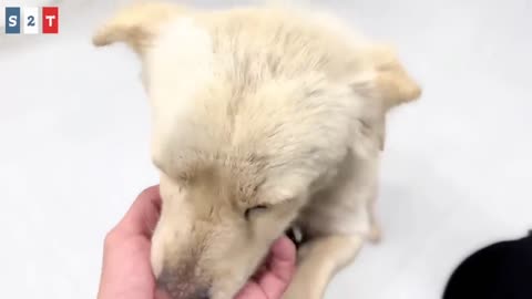 They waited for their owner for a whole month, and finally we arrived.