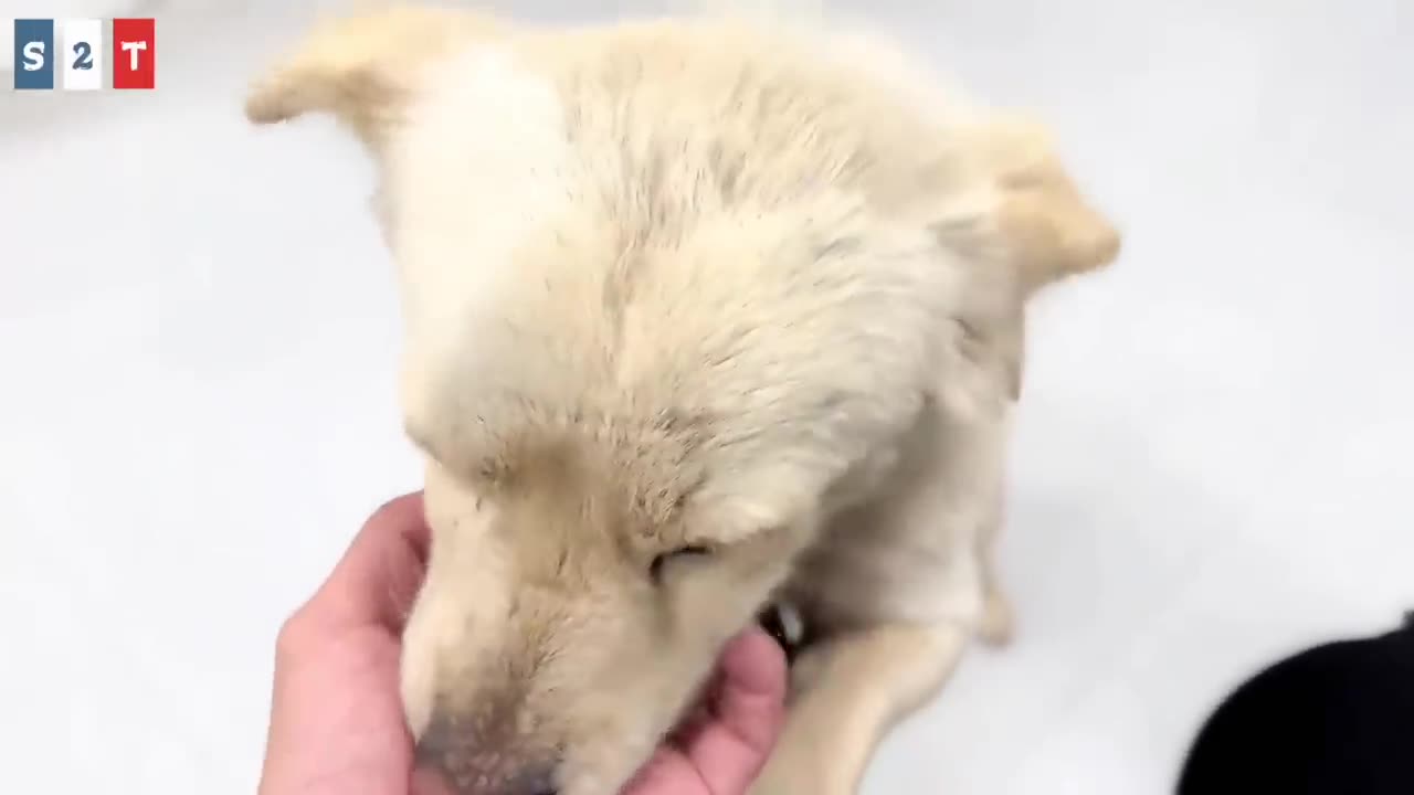 They waited for their owner for a whole month, and finally we arrived.