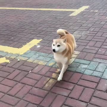 🐾😁 "Happy Dog 🐶 | Pure Joy & Tail Wags Everywhere!"