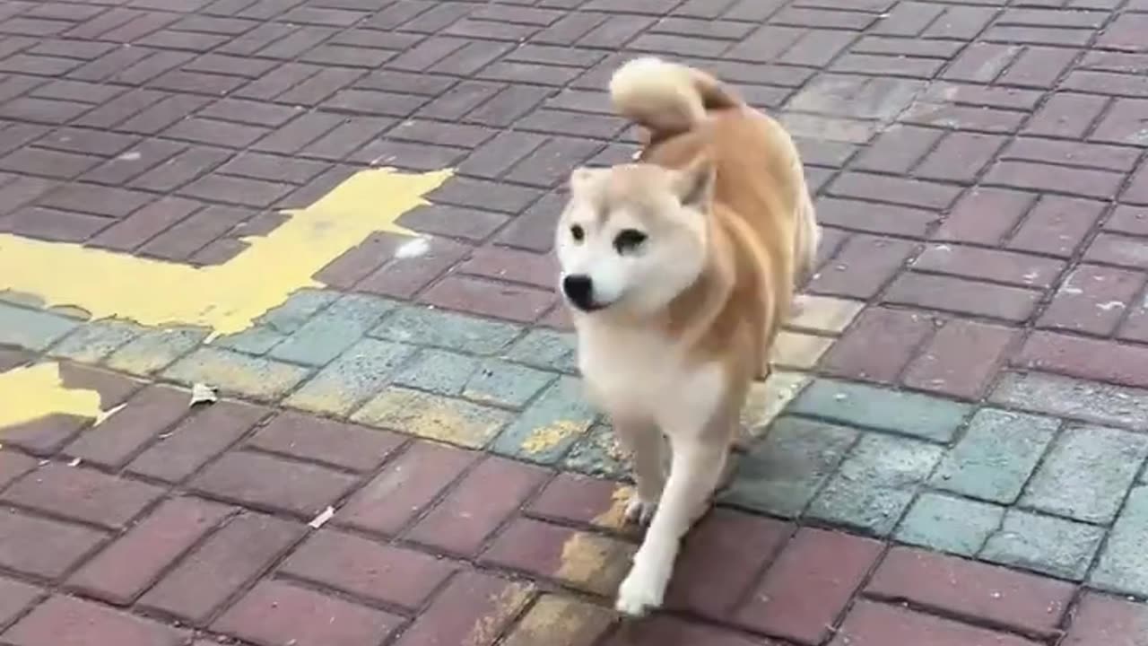 🐾😁 "Happy Dog 🐶 | Pure Joy & Tail Wags Everywhere!"