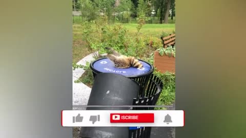 Funny animal