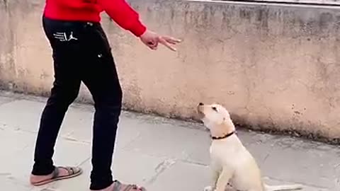 Amazing: Barking your dog #dog #dogtraining #labrador #lab #training #howtotrain