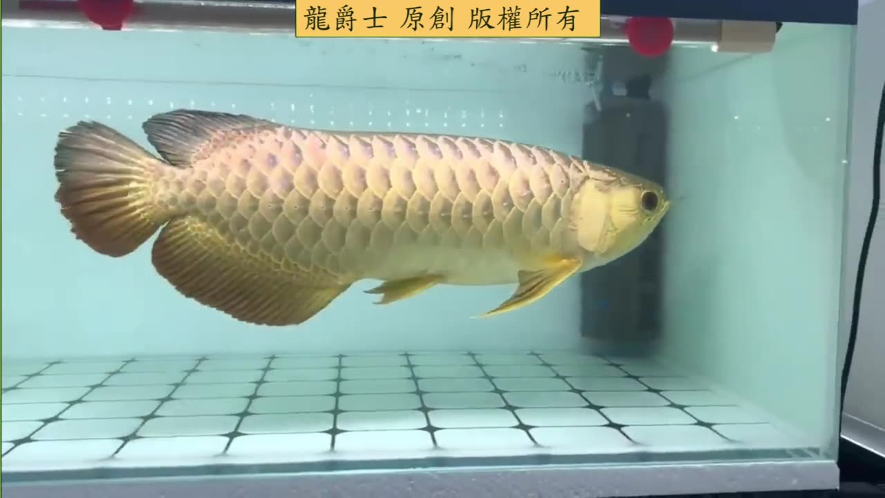 【龍爵士】2023新加坡 龍魚大賽