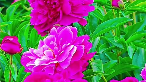 All videos