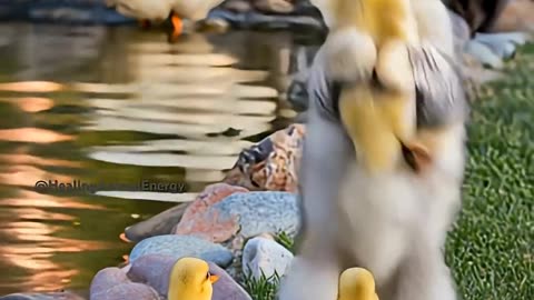 The incredible friendship between a kitten and a duckling