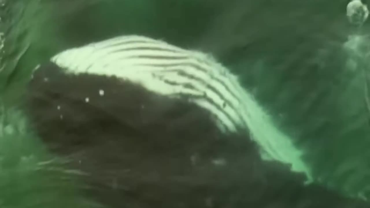 Joe Rogan Tells Us What The Navy Saw While Diving in the Arctic