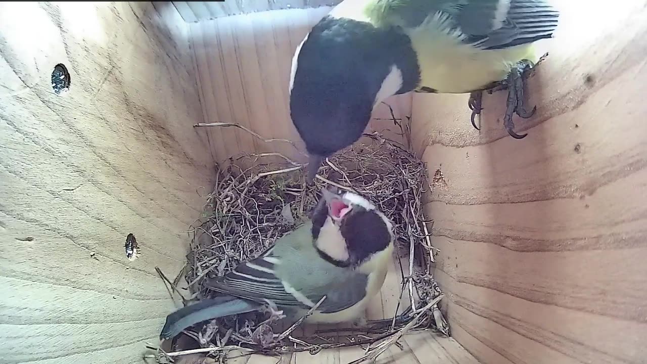 The male is bringing a spider