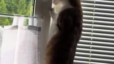 😂😱 This Cat's Intelligence Services is Too Cute! | FunFM