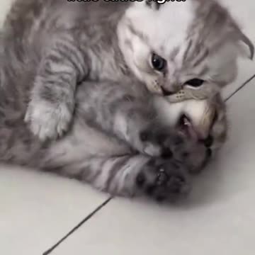 🐾 "Cat Boxing Battle | Ultimate Feline Fight Night 🥊😼"