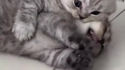 🐾 "Cat Boxing Battle | Ultimate Feline Fight Night 🥊😼"