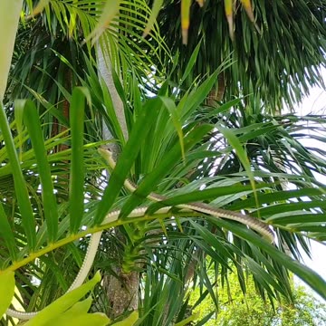 Join Mr. Brett, as he dives into the fascinating world of snakes in the Philippines