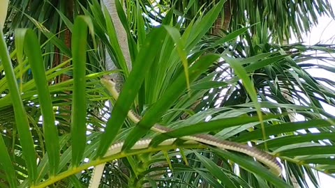Join Mr. Brett, as he dives into the fascinating world of snakes in the Philippines
