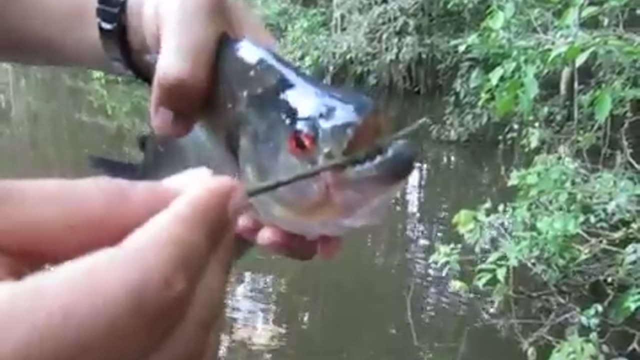Fish