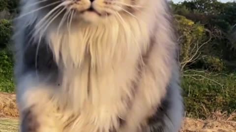 "When You See This Look… Just Walk Away 🐾"