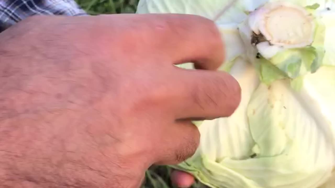 How to harvest cabbage?