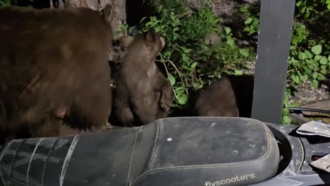 Bear Cub Gets Head Stuck In Oats Container