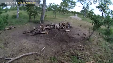 Elephants