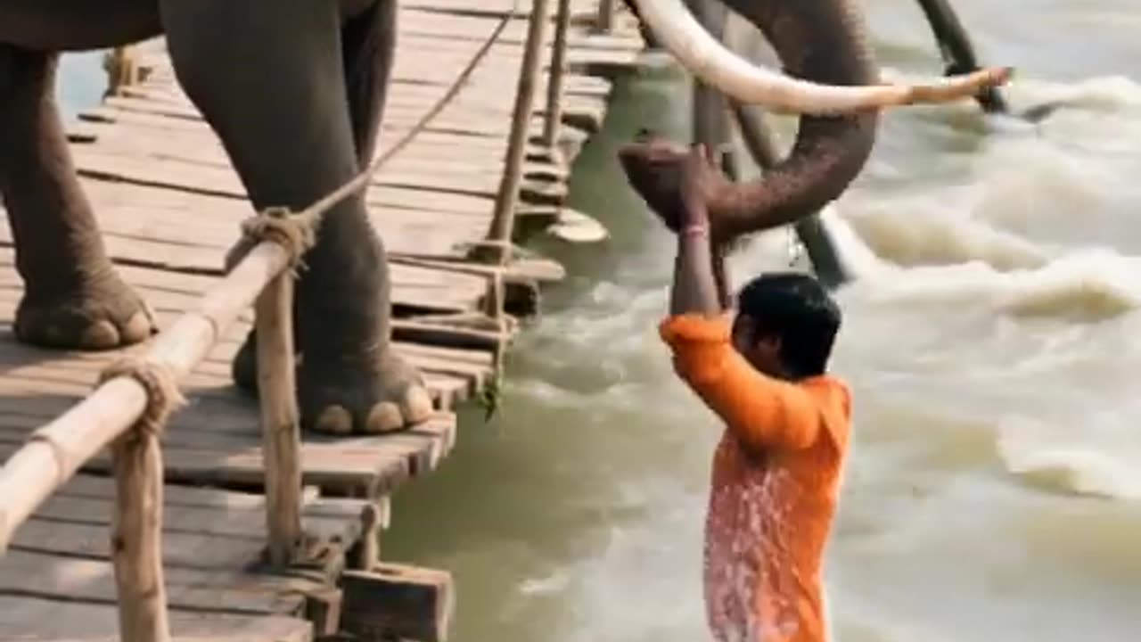 The elephant is a hero