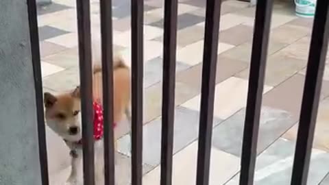 If you are watching this video, know that God has made you the guardian angel of a hungry cat💝