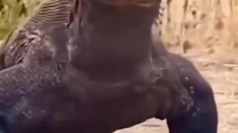Komodo dragon