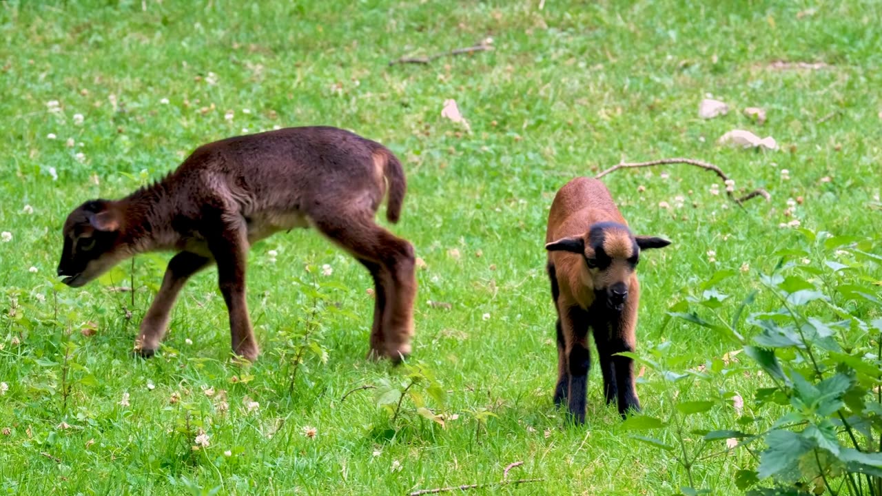 Cute Little Baby Goats