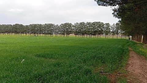 The nature of the iran