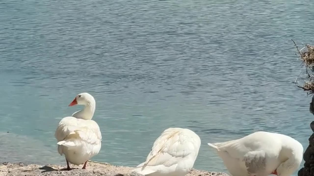 Nature and Animals