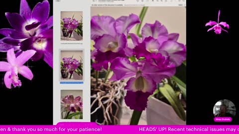 Monthly Q&A FAQ May 2025 Comments Review Orchid Related or Not Diverse Topics #ninjaorchids